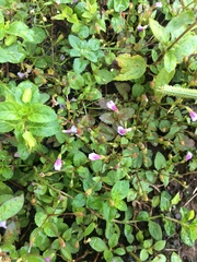 Torenia