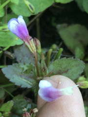 Torenia