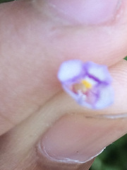 Torenia