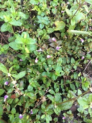 Torenia