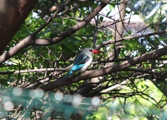 Halcyon senegaloides senegaloides