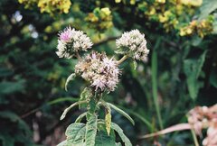 Baccharoides adoensis