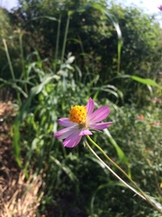 Cosmos caudatus