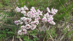 Goniolimon speciosum