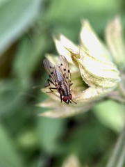 Anthomyia punctipennis