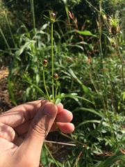 Cosmos caudatus