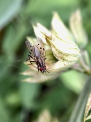 Anthomyia punctipennis