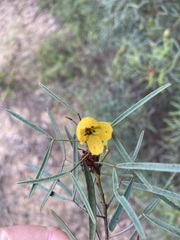 Cassiinae