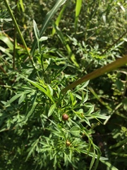 Cosmos caudatus