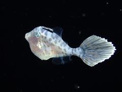 Aluterus scriptus