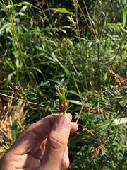 Cosmos caudatus