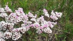 Goniolimon speciosum