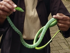 Ahaetulla prasina