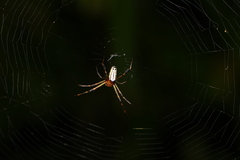 Leucauge