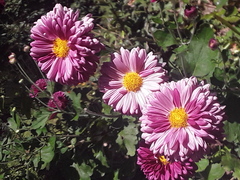Chrysanthemum