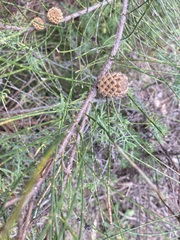 Casuarina cristata