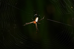 Leucauge