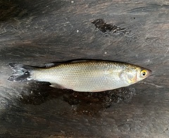 Sicamugil hamiltonii