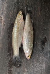 Sicamugil hamiltonii