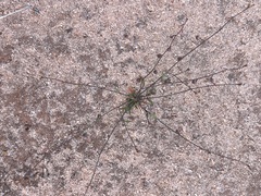 Stenopetalum sphaerocarpum