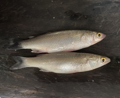 Sicamugil hamiltonii