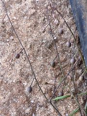 Stenopetalum sphaerocarpum