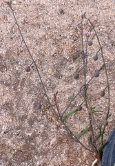 Stenopetalum sphaerocarpum