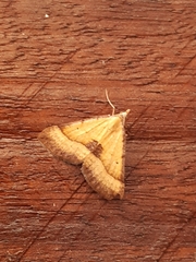 Anachloris subochraria