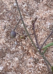 Stenopetalum sphaerocarpum