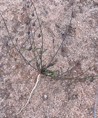 Stenopetalum sphaerocarpum