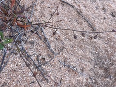 Stenopetalum sphaerocarpum