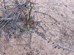 Stenopetalum sphaerocarpum