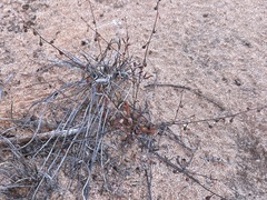 Stenopetalum sphaerocarpum