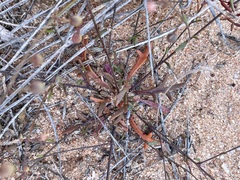 Stenopetalum sphaerocarpum