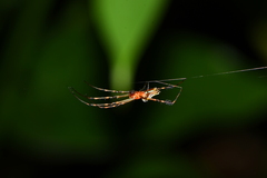 Leucauge