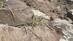 Ephedra fedtschenkoae