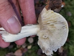 Tricholoma