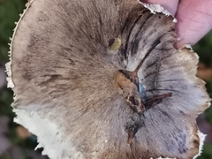 Tricholoma