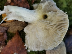 Tricholoma