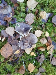 Tricholoma