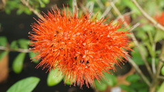 Combretum constrictum