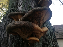 Cerioporus squamosus