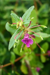 Impatiens oppositifolia