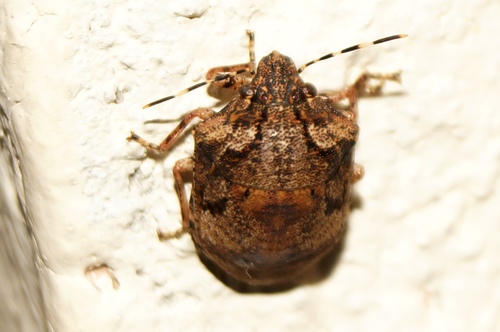 Tetyra antillarum Kirkaldy, 1909