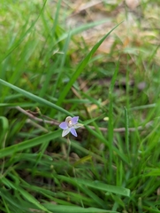 Thelymitra pauciflora