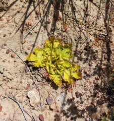 Arctopus monacanthus