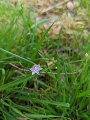 Thelymitra pauciflora