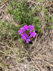 Glandularia aristigera