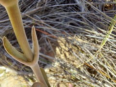 Crassula tomentosa
