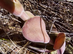 Crassula tomentosa
